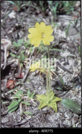 . Les plantes carnivores de Conecuh National Forest. Plantes carnivores Alabama Conecuh National Forest ; réserves forestières, l'utilisation récréative de l'Alabama. Grassette jaune Nom scientifique : Pinguicula lutea. L'identification des caractéristiques : croissance de 4 Rosettes de pouces de diamètre, vert jaunâtre. Les feuilles sont inrolled à bords, surtout près de la pointe, faisant de la pointe a fait apparaître. Fleurs sont jaunes, les tiges atteignent 10 cm de long. Période de floraison : fin mars à avril. Distribution : à partir de la côte de la Caro- lina sud au sud de la péninsule de Floride et à l'ouest à l'est de la Louisiane. Habitat : des parties plus sèches de tourbières humides, Banque D'Images