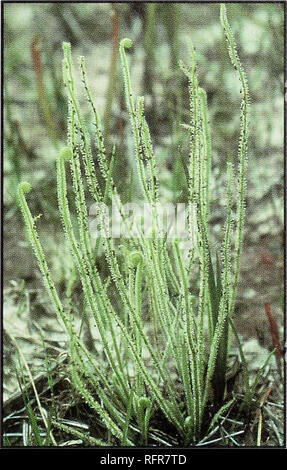 . Les plantes carnivores de Conecuh National Forest. Plantes carnivores Alabama Conecuh National Forest ; réserves forestières, l'utilisation récréative de l'Alabama. DEWTHREADS vert Nom scientifique : Drosem tracyi. L'identification des caractéristiques : Les feuilles sont à la verticale ou presque, étroit, apparaissant cylindri- cal, croître jusqu'à 15 pouces de long, formant une touffe ostentatoire, chatoyante. Pas de con- spicuous tige. Les feuilles sont vert, parfois avec des reflets rougeâtres sur les tentacules glandulaires. Les fleurs sont rose-mauve, rose atteigne près de 1 pouces dans l'ensemble, les tiges à 15 cm de long. Période de floraison : mi-avril à la mi-mai. Distribution : Le Sud Banque D'Images