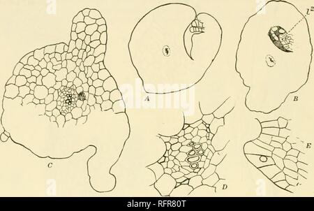 . Carnegie Institution of Washington publication. 154 LES MARATTIALES dans ses études antérieures de cette plante n'a pas réussi à trouver une seule cellule initiale ; toutefois, dans un document plus récent (Farmer 3) il a décidé qu'une seule cellule apicale est présent dans le jeune sporophyte de Angiopteris, et il donne des chiffres de cette. En section longitudinale (fig. 134) la cellule apicale oblongue apparaît, avec un nettement à base tronquée, alors que dans la section transversale c'est imparfaitement triangulaire en contour. Je cellule apicale il de la tige en Kaulfussia (fig. 136, C) est généralement légèrement plus large que c'est dans Angiopteris, et en étroite collaboration Banque D'Images