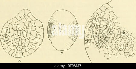 . Carnegie Institution of Washington publication. L'ADULTE sl'UKOI'H I 1113 mmthostachys. Grâce à la bienveillance du Professeur L. I.. Burlingame, J'ai également eu l'occasion d'examiner certaines de ses préparatifs d'Ophioglossum reticulatum et Helminthostach ys. Un examen des deux sections longitudinale et transversale de la jeune spike dans (). moluccanum (et cela est vrai aussi ot 0. pendule) montre qu'ils sont d'accord entièrement avec l'Bower compte du développement dans l'espèce étudiée par lui. Il n'y. Fig. 83. R. 'section transversale d'un très jeune sporangiophore d'Ophioglossum moluccanum. X150. B. S Banque D'Images