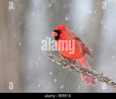 Cardinal rouge (Cardinalis cardinalis) mâle sous de fortes chutes de neige, Iowa, États-Unis Banque D'Images