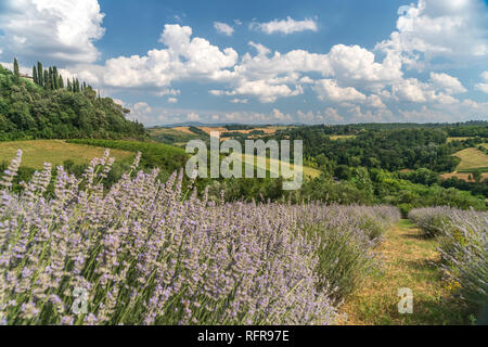 Typische toskanische Landschaft bei San Gimignano, Toscane, Italie | toscane typique paysage autour de San Gimignano, Toscane, Italie Banque D'Images