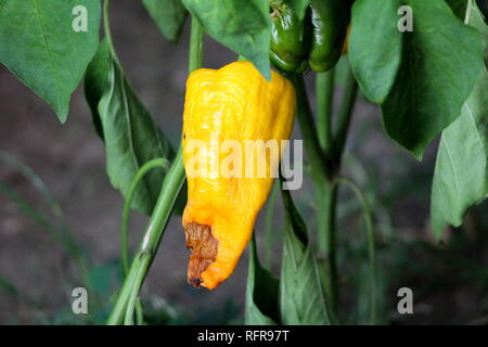 Complètement mûres poivron jaune foncé froissé à gauche jardin local après avoir entouré de feuilles vert foncé et d'autres végétaux en arrière-plan Banque D'Images
