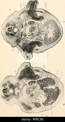 . Carnegie Institution of Washington publication. JORDAN XIV PLAQUE 3 bfl. Veuillez noter que ces images sont extraites de la page numérisée des images qui peuvent avoir été retouchées numériquement pour plus de lisibilité - coloration et l'aspect de ces illustrations ne peut pas parfaitement ressembler à l'œuvre originale.. Carnegie Institution de Washington. Washington, Carnegie Institution of Washington Banque D'Images