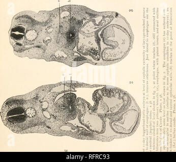 . Carnegie Institution of Washington publication. JORDAN XIV JE PLAQUE &gt ;. Veuillez noter que ces images sont extraites de la page numérisée des images qui peuvent avoir été retouchées numériquement pour plus de lisibilité - coloration et l'aspect de ces illustrations ne peut pas parfaitement ressembler à l'œuvre originale.. Carnegie Institution de Washington. Washington, Carnegie Institution of Washington Banque D'Images