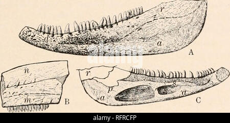 . Carnegie Institution of Washington publication. Le TEMNOSPONDYLOUS AMPHIBIA. 191 comme dans Aiiaschisma labyrinthodont et autres genres. Le splénial est un petit élément mince située plus en avant, où il a été poussé par les gros mandibulaire interne foramina. Le le préarticulaire est un élément plutôt longs, larges, dont seulement une partie est préservée. Je ne suis pas sûr qu'à l'emplacement de la suture de l'os dentaire, à moins qu'il est représenté par la ligne délimitant la zone rugueuse près de la dent. Si cela est vrai, l'os dentaire est un élément important, puisqu'il s'étend bien descendre sur l'extra-s Banque D'Images