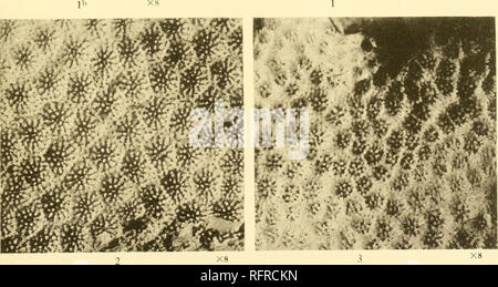 . Carnegie Institution of Washington publication. . Fig. 1, la, U, 2. Ar/pukoensis à Vaughan. Fig. 3. Lichen Pontes Dana.. Veuillez noter que ces images sont extraites de la page numérisée des images qui peuvent avoir été retouchées numériquement pour plus de lisibilité - coloration et l'aspect de ces illustrations ne peut pas parfaitement ressembler à l'œuvre originale.. Carnegie Institution de Washington. Washington, Carnegie Institution of Washington Banque D'Images