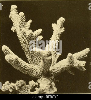 . Carnegie Institution of Washington publication. . Fig. 1. Acropora sarmentosa (Brook). Fig. 2, 2a. Jcrvpora hebes (Dana).. Veuillez noter que ces images sont extraites de la page numérisée des images qui peuvent avoir été retouchées numériquement pour plus de lisibilité - coloration et l'aspect de ces illustrations ne peut pas parfaitement ressembler à l'œuvre originale.. Carnegie Institution de Washington. Washington, Carnegie Institution of Washington Banque D'Images