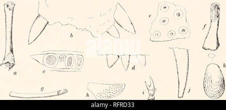 . Carnegie Institution of Washington publication. Le 82 MESURES DE CHARBON AMPHIBIA OF NORTH AMERICA. Une autre espèce de ce genre a été apparemment indiqué par certains fragmen- taire demeure, mais Dawson estimaient qu'à ne pas décrire en tant que tels, puisqu'ils pourraient indiquer qu'un jeune individu de l'espèce. Longueur de 1,5 cm de la mandibule. Longueur du fémur . 1,5 cm. Longueur d'humcrus ( ?) 1,3 cm. Longueur de vertèbre . • • • • 3-5 nim. Longueur i ril&gt ; .... J'ai cm. Il y a 5 dents en 2 mm.. FiG. 18.-Smilerpcton aciedentatitm éléments squelettiques de Dawson, de la Mesures du charbon de la Nouvelle-Écosse. (A Banque D'Images