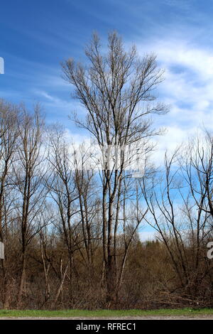 Grand vieil arbre sans feuilles planeur au-dessus de petits arbres et d'autres de la végétation de forêt sèche à côté de route locale avec ciel nuageux ciel bleu en arrière-plan Banque D'Images