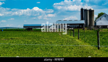 Amish Farm Worker s'occuper des vaches sur un jour d'été ensoleillé Banque D'Images