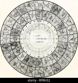 . Carnegie Institution of Washington publication. LOFTF1ELD PLANCHE 14 LIGHT - Température de l'humidité. Séries 32, montrant les stomates supérieur et inférieur de la coupe des tiges de luzerne, X 240, et facteurs pendant une journée de 24 heures.. Veuillez noter que ces images sont extraites de la page numérisée des images qui peuvent avoir été retouchées numériquement pour plus de lisibilité - coloration et l'aspect de ces illustrations ne peut pas parfaitement ressembler à l'œuvre originale.. Carnegie Institution de Washington. Washington, Carnegie Institution of Washington Banque D'Images