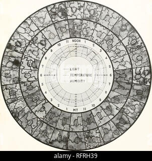 . Carnegie Institution of Washington publication. Plaque d'LOFTFIELD 13 - TEMPÉRATURE DE L'HUMIDITÉ. Séries 32, montrant les stomates supérieur et inférieur de la luzerne, X 240, d'une parcelle irriguée lourdement, et facteurs pendant une journée de 24 heures.. Veuillez noter que ces images sont extraites de la page numérisée des images qui peuvent avoir été retouchées numériquement pour plus de lisibilité - coloration et l'aspect de ces illustrations ne peut pas parfaitement ressembler à l'œuvre originale.. Carnegie Institution de Washington. Washington, Carnegie Institution of Washington Banque D'Images