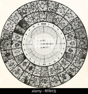 . Carnegie Institution of Washington publication. Plaque d'LOFTFIELD 12 LUMIÈRE HUMIDITÉ TEMPÉRATURE. Série 28, montrant les stomates supérieur et inférieur de Fouquiera splendens, X 240, et facteurs pendant une journée de 24 heures.. Veuillez noter que ces images sont extraites de la page numérisée des images qui peuvent avoir été retouchées numériquement pour plus de lisibilité - coloration et l'aspect de ces illustrations ne peut pas parfaitement ressembler à l'œuvre originale.. Carnegie Institution de Washington. Washington, Carnegie Institution of Washington Banque D'Images