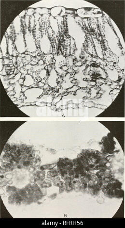 . Carnegie Institution of Washington publication. LCFTF1ELD PLANCHE 6. A. Coupe transversale de feuille de pomme de terre, montrant les stomates, les chambres, et des passages, X 345. B. section de feuille de maïs, montrant les stomates et chambers, X 345.. Veuillez noter que ces images sont extraites de la page numérisée des images qui peuvent avoir été retouchées numériquement pour plus de lisibilité - coloration et l'aspect de ces illustrations ne peut pas parfaitement ressembler à l'œuvre originale.. Carnegie Institution de Washington. Washington, Carnegie Institution of Washington Banque D'Images