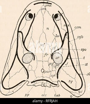 . Carnegie Institution of Washington publication. Chapitre IV. La morphologie de la MESURES DE CHARBON AMPHIBIA. L'anatomie de la Mesures de Charbon Amphibia présente de nombreux types primitifs de structure. Leur organisation représente une étape passé à travers dans l'ontogénie des vertébrés supérieurs. Les animaux sont semblables d'une façon générale, mais aussi diverses sont les modifications dont ils ont souffert dans des conditions environnementales différentes, qu'un examen approfondi est nécessaire pour déterminer la relation exacte de la formes. Notre connaissance de cette relation est fondée sur les structures qui sont en grande partie préservée. Banque D'Images