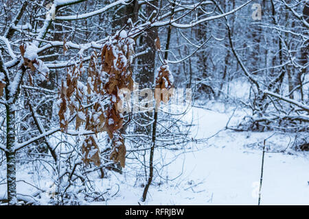 Saison d'hiver dans la forêt, les feuilles de chêne brun accroché sur une branche d'arbre couvert de neige blanche, avec la forêt en arrière-plan Banque D'Images