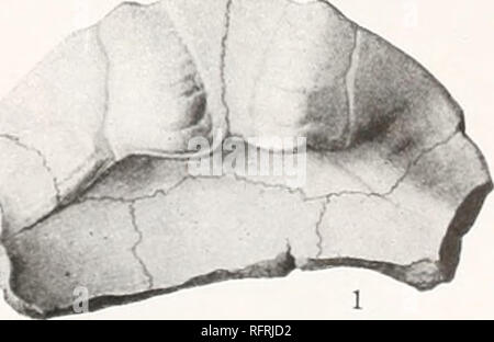 . Carnegie Institution of Washington publication. . Figues, i à 3. Clemmys morrisiae. Fig. 4 à 7. Clemmys hesperia. Fig. 8 à 10. Clemmys saxea. X f. La page 290. 1. La page 292. 1. La page 294. Fig. De 11 à 13 ans. Echmatemys sp. indét. Fig. 14 et 15. Echmatemys megaulax. Fig. 16 et 17. Echmatemys testudinea. La page 297. 1. La page 302.  ; F. Page 303.. Veuillez noter que ces images sont extraites de la page numérisée des images qui peuvent avoir été retouchées numériquement pour plus de lisibilité - coloration et l'aspect de ces illustrations ne peut pas parfaitement ressembler à l'œuvre originale.. Carnegie Institution de Washington. Banque D'Images