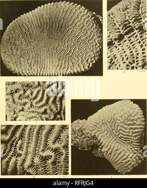 . Carnegie Institution of Washington publication. . Fig. 1, 2, 3. (Leptoriaphrygia hein. et Sol.). Fig. 4, 4". Leptoriagracilis (Dana).. Veuillez noter que ces images sont extraites de la page numérisée des images qui peuvent avoir été retouchées numériquement pour plus de lisibilité - coloration et l'aspect de ces illustrations ne peut pas parfaitement ressembler à l'œuvre originale.. Carnegie Institution de Washington. Washington, Carnegie Institution of Washington Banque D'Images