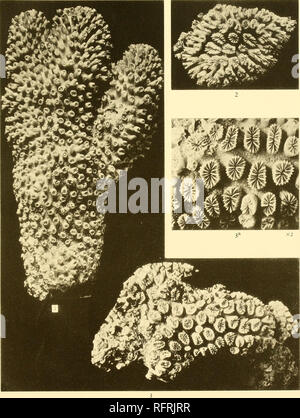 . Carnegie Institution of Washington publication. . Fig. 1. Genre d'Gataxea (Dana). Fig. 2, 3, 3a. Galaxea'fasckular est (Linn.).. Veuillez noter que ces images sont extraites de la page numérisée des images qui peuvent avoir été retouchées numériquement pour plus de lisibilité - coloration et l'aspect de ces illustrations ne peut pas parfaitement ressembler à l'œuvre originale.. Carnegie Institution de Washington. Washington, Carnegie Institution of Washington Banque D'Images