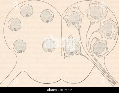 . Carnegie Institution of Washington publication. 240 Documents de la département de biologie marine. l'axone en partant de la face ventrale. Afin qu'il puisse être déclaré que, dans les cas d'orientation l'plasmosome n'est pas orienté vers l'axone ou dans la structure (physiologique ?), l'axe de la cellule, mais que c'est toujours orienté dans l'axe dorso-ventrale de la cellule. Bien entendu, l'axe dorso-ventral peut être un axe physiologique, mais son indépendance de l'axe structurel comme formé par une ligne tracée à travers la majorité des dendrites, le noyau, et l'axone, aurait encore besoin d'un exp Banque D'Images