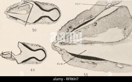 . Carnegie Institution of Washington publication. 46 epe. 52. Veuillez noter que ces images sont extraites de la page numérisée des images qui peuvent avoir été retouchées numériquement pour plus de lisibilité - coloration et l'aspect de ces illustrations ne peut pas parfaitement ressembler à l'œuvre originale.. Carnegie Institution de Washington. Washington, Carnegie Institution of Washington Banque D'Images