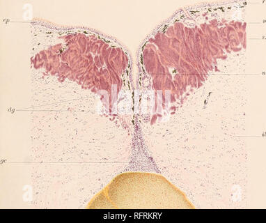 . Carnegie Institution of Washington publication. FIG. 10. Veuillez noter que ces images sont extraites de la page numérisée des images qui peuvent avoir été retouchées numériquement pour plus de lisibilité - coloration et l'aspect de ces illustrations ne peut pas parfaitement ressembler à l'œuvre originale.. Carnegie Institution de Washington. Washington, Carnegie Institution of Washington Banque D'Images