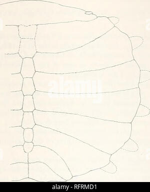 . Carnegie Institution of Washington publication. Trionychidé.i :. 49 je la longueur totale de la ligne médiane est 538 mm. ; la plus grande largeur, 665 mm. La plus grande hauteur du centre de la carapace au-dessus des extrémités distales des costals est seulement d'environ JO mm., mais dans la vie la hauteur peut avoir été quelque peu plus élevée. La clarté a une étendue antéro-postérieur ot 75 mm., et une mesure d'un côté à l'autre de 400 mm. Il y avait probablement une preneural os, mais cette région est endommagé de façon à ce que la présence de l'os est incertaine. Il s'il n'était pas developt, la première doit de neurones ont été très grandes. En outre, il y Banque D'Images