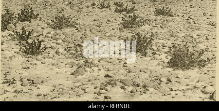 . Carnegie Institution of Washington publication. Plaque 36 CANON Jbu. Â Si ' - Fig. 83. De plus en plus avec des annuelles Peganum, près de Bisi ra fa ',&gt ;.. Veuillez noter que ces images sont extraites de la page numérisée des images qui peuvent avoir été retouchées numériquement pour plus de lisibilité - coloration et l'aspect de ces illustrations ne peut pas parfaitement ressembler à l'œuvre originale.. Carnegie Institution de Washington. Washington, Carnegie Institution of Washington Banque D'Images