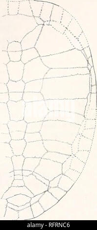 . Carnegie Institution of Washington publication. 346 tortues FOSSILES D'AMÉRIQUE DU NORD. deprest considérablement, mais probablement moins tban sa hauteur actuelle, 40 mm., indique. Nous ne pouvons pas déterminer dans quelle mesure, il y a lieu, le bord de la carapace a été notcht. L'entraver ses périphériques sont légèrement recourbé. Leurs marges de façon aiguë. Pas de carina est pres- ent, mais sur la clarté et la première il y a de neurones est une perception d'altitude. Dans la région de l'entraver neurals a décidé il y a une dépression longitudinale. La surface est lisse, sauf qu'aux extrémités extérieures de l'costals il y a longtemps Banque D'Images