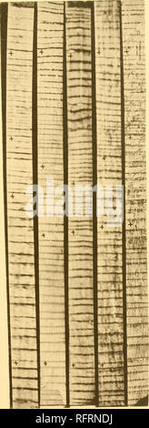 . Carnegie Institution of Washington publication. Plaque d'HUNTINGTON 4. 1898 1878 1868 1851 VT LA CROIX IDENTIFICATION DES ANNEAUX DE CROISSANCE.. Veuillez noter que ces images sont extraites de la page numérisée des images qui peuvent avoir été retouchées numériquement pour plus de lisibilité - coloration et l'aspect de ces illustrations ne peut pas parfaitement ressembler à l'œuvre originale.. Carnegie Institution de Washington. Washington, Carnegie Institution of Washington Banque D'Images