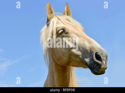 Cheval tête isolated on white Banque D'Images