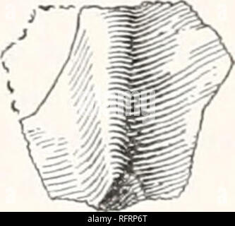 . Carnegie Institution of Washington publication. . 332- Fig. 532a.. Veuillez noter que ces images sont extraites de la page numérisée des images qui peuvent avoir été retouchées numériquement pour plus de lisibilité - coloration et l'aspect de ces illustrations ne peut pas parfaitement ressembler à l'œuvre originale.. Carnegie Institution de Washington. Washington, Carnegie Institution of Washington Banque D'Images