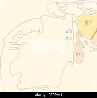 . Carnegie Institution of Washington publication. Fig. 8. -X ; ?. Veuillez noter que ces images sont extraites de la page numérisée des images qui peuvent avoir été retouchées numériquement pour plus de lisibilité - coloration et l'aspect de ces illustrations ne peut pas parfaitement ressembler à l'œuvre originale.. Carnegie Institution de Washington. Washington, Carnegie Institution of Washington Banque D'Images