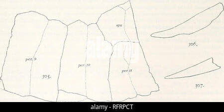 . Carnegie Institution of Washington publication. Fig. 302-304.-Adocus lacer. Entoplastron, xiphiplastron, et périphérique. 302. Entoplastron, moitié gauche. 303. Très xiphiplastron. 304. Première à gauche périphérique. x§. Les sillons qui séparent les écailles marginales de la fractures vertébrales et les costals n'est pas loin au-dessus de la frontière libre de l'os. S'il y avait une écaille nucale distinctes qu'il a été effacé par une légère blessure à l'os. La première est marginal 25 mm. à partir de l'avant à l'arrière. La hauteur de l'augmente jusqu'à ce que ceux de la quatrième est de 40 mm. La première. Fig. 305-307.-Adocus lacer.-Periphe Banque D'Images