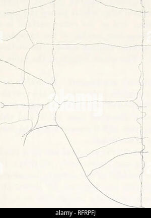 . Carnegie Institution of Washington publication. pourrait s'y attendre. La figure schématique a été construit en partie sur le type et en partie à partir de matériaux appartenant à l'Enquête canadienne. Cette espèce était grande, et c'est la distinction par un plutôt remarquable forme d'orna- cution. La longueur ot le plastron du type n'a pas loin de 670 mm. et la longueur totale de l'approximation de la carapace 775 mm. La forme et l'altitude s'apparentait probablement étroitement celles de l'espèce d'Adocus. La sculpture semble être une exagération de développement que du genre vient de mentionner. Il ressemble à Banque D'Images