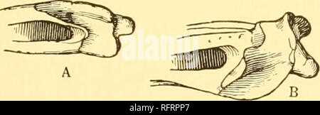 . Carnegie Institution of Washington publication. Révision systématique des 43 régions sont convexes. La frontière supraoccipital est fortement concave ; et de l'encoche séparant les epiotic angle depuis l'angle quadrangulaire est aussi profond que le supraoccipital. La surface du crâne est jeté dans les rides avec aucun modèle régulier et qui inosculate dans une certaine mesure, la plupart sur la région pré. La face antérieure de parties de l'os maxillaires et mandibulaires sont marqués avec les petites, pit-comme impressions. "Les mesures. M "longueur totale de carré angles mesurés sur la ligne médiane. .. O. Longueur 170 Banque D'Images