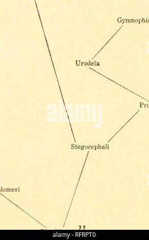 . Carnegie Institution of Washington publication. 6 POISSONS ET AMPHIBIENS DU PERMIEN D'AMÉRIQUE DU NORD et à lomeri Stegocephali ont manifestement été dérivés. Nous pouvons alors présenter le tableau généalogique ci-dessous de la classe Batrachia : Anura Gymnophiones. Trachystomata Proteida Embolomeri Rhachitomi Rhachitomi face placé dans le, les genres Trimerorhachis, Eryops, ache- loma, Anisodexis Zatrachys, et. Dans le Embolomeri il a mis le seul genre. Cricotus Dans la dernière partie de 1884 est apparu le " Cinquième Contribution à la connaissance de la faune de la formation du Permien du Texas et de l'Inde Banque D'Images