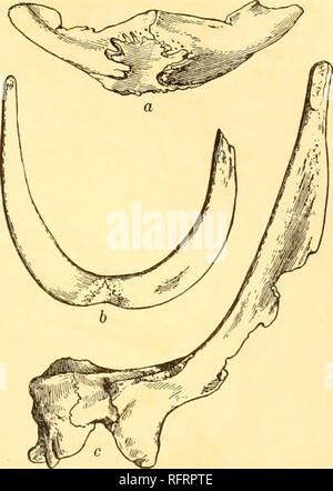 . Carnegie Institution of Washington publication. Révision morphologique 79 la ceinture d'épaule est mieux connue à partir du n°1075, Université de Chicago, mais l'imparfait ceinture de no 4684 Musée Américain vérifie les déterminations. Dans son ensemble, le thorax est très étroite ; les clavicules et interclavicle sont intimement liés et à l'Université de Chicago modèle de conserver leur position non faussée, montrant l'espace entre les clavicules d'avoir été relativement faible. La brièveté du cou a l'extrémité antérieure de l'clavicules très proche de l'angle de la mâchoire inférieure. Le interclavi Banque D'Images