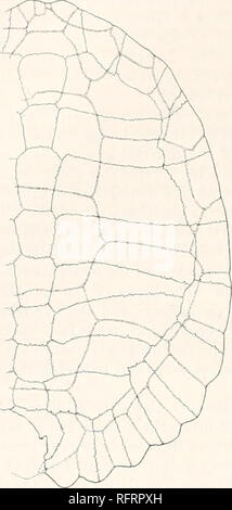 . Carnegie Institution of Washington publication. 64 tortues FOSSILES D'AMÉRIQUE DU NORD. La longueur totale de la carapace (9) était à l'origine 368 mm. ; l'étendue totale, 280 mm ; la hauteur du bas du plastron, environ 145 mm. La plus grande largeur de la carapace a été quelque peu derrière l'arcade encoches. De là, la frontière arrondit rapidement à l'excavation médiane derrière. L'extrémité antérieure est plutôt pointu. En face, la marge de la carapace n'est pas interrompue par la dentelure ou sinus, sauf que la clarté est légèrement creusé. L'entraver, de la partie arrière, encoches inguinale Banque D'Images