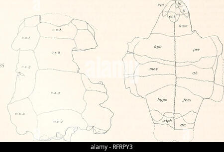 . Carnegie Institution of Washington publication. 6o les tortues FOSSILES D'AMÉRIQUE DU NORD. le bord de l'orbite. Surface trituratrice du maxillaire furnisht avec une crête longitudinale. Choanae ouvrant sur une ligne joignant les fronts des orbites. Clé d'espèces de Baena. ./'. |iulitli River espèces. 1. Longueur du lobe antérieur, sa largeur 0,82 0,60, de largeur de pont ; largeur du lobe d'entraver de 0,94 Largeur de pont ; entoplastron plus longs que larges callosa 2. Plastron connu seulement d'une partie du lobe antérieur ; l'entoplastron plus large que longue . antiqua A . Les espèces de Laramie. 1. Longueur du lobe antérieur Banque D'Images