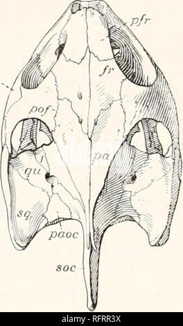 . Carnegie Institution of Washington publication. Les tortues FOSSILES D'AMÉRIQUE DU NORD. La ligne médiane derrière les prémaxillaires est occupé par le vomer unique. En avant il divise les narines de l'autre ; il articule latéralement avec les palatines ; en arrière, avec les pterygoids. Les palatines aider dans les voies nasales et toiture en formant la surface trituratrice mentionnés. Entre chaque et le maxillaire de son côté est vu une ouverture, le foramen palatin postérieur. Les pterygoids se rencontrent à la ligne médiane en avant, mais en arrière sont séparés par le basisphenoid. Ils exte Banque D'Images