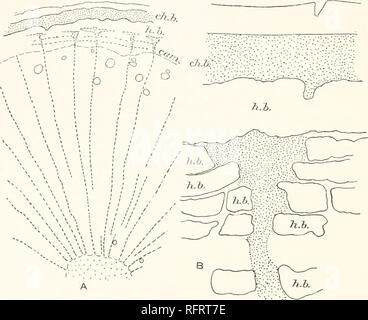 . Carnegie Institution of Washington publication. 26 TOPOGRAPHIE DES APPAREILS CHLOROPHYLLE IX plantes du désert. PROSOPIS VELUTINA. (Fig. 12, 13, et 14.) Prosopis L'Dutina est l'arbre le plus caractéristique de la rivière-bottoms, dans des endroits où il forme de vastes forêts. Il varie en taille d'un petit arbuste d'un nom d'arbre et bien fait 15 m. ou plus élevé. La différence de taille dépend principalement de l'absence ou l'abondance de l'eau. Les feuilles sont formées au printemps et tombent à l'automne avec un laritv- caractéristique des arbres à feuilles caduques des régions plus humides.. FIG. 12.-Prosopis Banque D'Images