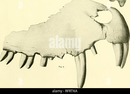 . Carnegie Institution of Washington publication. . Fig. I et 2, Dimetrodon. dollovianus Fig. 3. Dimetrodon incisivus.. Veuillez noter que ces images sont extraites de la page numérisée des images qui peuvent avoir été retouchées numériquement pour plus de lisibilité - coloration et l'aspect de ces illustrations ne peut pas parfaitement ressembler à l'œuvre originale.. Carnegie Institution de Washington. Washington, Carnegie Institution of Washington Banque D'Images