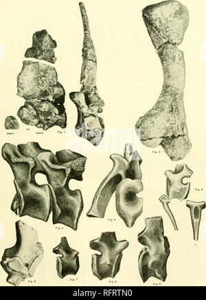 . Carnegie Institution of Washington publication. 21. PLAQUE PELYCOSAURIA Fig. 1 lo 8, Dimetrodon gigas. Fig. 9 giganhomogenes Dimetrodon,.. Veuillez noter que ces images sont extraites de la page numérisée des images qui peuvent avoir été retouchées numériquement pour plus de lisibilité - coloration et l'aspect de ces illustrations ne peut pas parfaitement ressembler à l'œuvre originale.. Carnegie Institution de Washington. Washington, Carnegie Institution of Washington Banque D'Images
