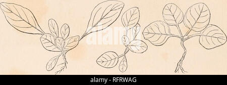 . Carnegie Institution of Washington publication. 34 hybrides mutants ET DES OENOTHERAS. Les rosettes de 0. et 0. rubrinervis lamarckiana qui n'a pas réussi à envoyer jusqu'fleurs en 1903 ont subi l'hiver suivant, qui est d'une gravité maximale, et la croissance a commencé d'une manière normale au printemps de 1904, mais ont été déracinés pour faire place à une nouvelle série d'expériences. Aucune différence n'a été trouvé dans la puissance de la production de pollen entre le parent-form, les mutants cultivés au jardin botanique de New York, et les autres espèces américaines. Tous produisent une abondante récolte de pollen, et show Banque D'Images