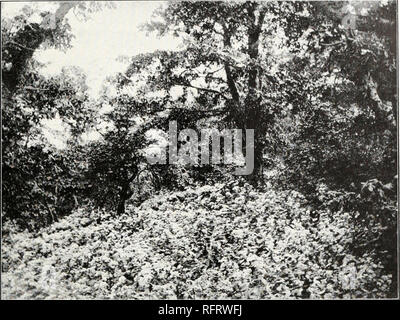 . Carnegie Institution of Washington publication. ACRIDIID E/7 de la plaque. Fig. i-normal de l'habitat sylvan Melanoplus amplcctens. Eupatorium fourrés en feuillus sur versant sud de Roan Mountain, Caroline du Nord.. Veuillez noter que ces images sont extraites de la page numérisée des images qui peuvent avoir été retouchées numériquement pour plus de lisibilité - coloration et l'aspect de ces illustrations ne peut pas parfaitement ressembler à l'œuvre originale.. Carnegie Institution de Washington. Washington, Carnegie Institution of Washington Banque D'Images