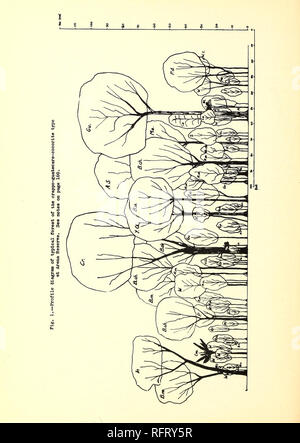 . Les Caraïbes forestier. Les forêts et la foresterie Caraïbes périodiques ; les forêts et la foresterie tropiques périodiques. . Veuillez noter que ces images sont extraites de la page numérisée des images qui peuvent avoir été retouchées numériquement pour plus de lisibilité - coloration et l'aspect de ces illustrations ne peut pas parfaitement ressembler à l'œuvre originale.. Le sud de Forest Experiment Station (Nouvelle Orléans, Louisiane) ). Rio Piedras, P. R. : Tropical Forest Experiment Station, United States Forest Service Banque D'Images