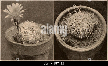 . Carnegie Institution of Washington publication. 24 Les Cactaceae. Cereus peclinatus armains Poselger, allg. Gartenz. 21 : 134. 1853. Cereus peclinatus spinosus Coulter, Contr. U. S. Nat. Herb. 3 : 387. 1896. Cereus adustus radians Coulter, Contr. U. S. Nat. Herb. 3 : 387. 1896. Echinocereus peclinatus Gesamtb adustus, Schumann. Kakteen 271. 1898. Echinocereus peclinatus Gesamtb armatus, Schumann. Kakteen 271. 1898. Echinocereus peclinatus rufispinus Gesamtb, Schumann. Kakteen 272. 1S98. Simple, court-cylindriques, souvent seulement 4 à 6 cm de haut. de côtes ; 13 à 15 ; aréoles étroitement défini, elliptiques ; spi radial Banque D'Images