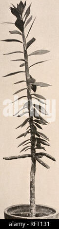 . Carnegie Institution of Washington publication. 26 LES CACTACEAE. Feuilles et aréoles semblables à celles de la tige ; les feuilles sur l'épandage d'ovaire ou croissant et persistant après la fleur tombe ; fleur-bud (au-dessus de l'ovaire) 2 à 3 cm. de long, aigu ; sépales vert ou rouge profond teinté de jaune ; pétales jaune vif. Localité type : en haies à propos de ville de Ouere- taro, au Mexique. Distribution : terres-Table du centre du Mexique. Cette plante est appelée par les indigènes et nopaleta cola de Diablo. Illustration : Smiths. Misc. Coll. : 50 pi. 44. La figure 21 est d'une photographie de type plante. 2. Pereskiopsis digueti Banque D'Images